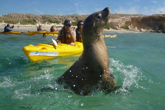 Penguin and Seal Island Kayak Tour Perth