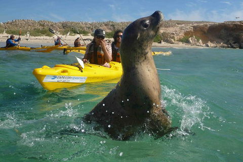 Penguin And Seal Island Kayak Tour - Attractions Perth 0