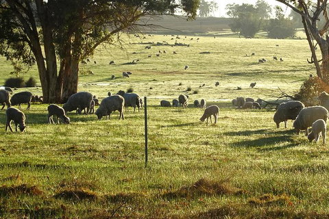The Big Wave Rock (Private) Day Tour - Attractions Perth 6