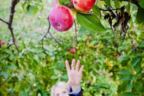 Perth Hills - Wildlife, Art & Gastronomy - Attractions Perth 0