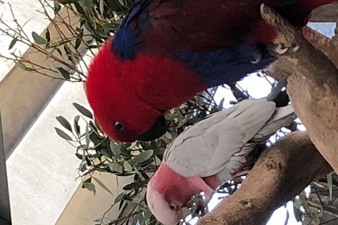 Perth Hills - Wildlife, Art & Gastronomy - Attractions Perth 8
