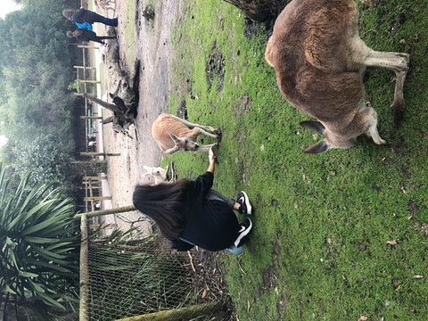 Perth Hills - Wildlife, Art & Gastronomy - Attractions Perth 9