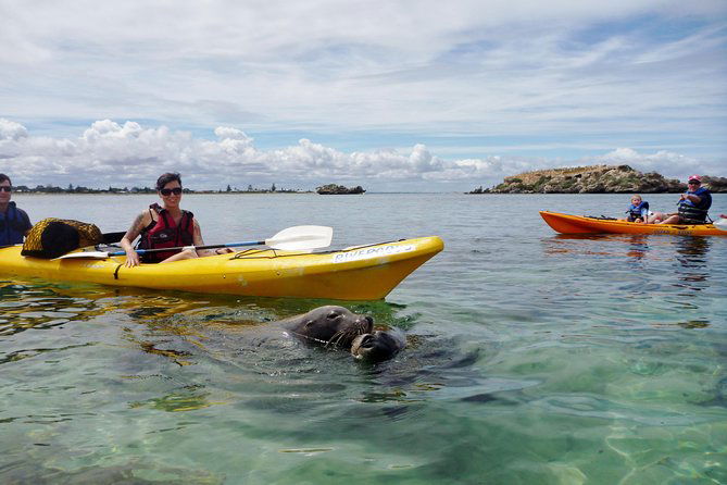 Seal Island and Penguin Island or Point Peron Sea Kayak Tour Perth