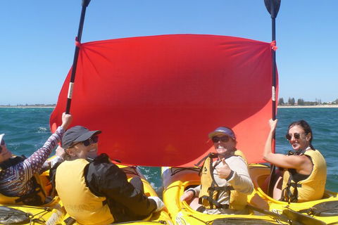 Seal Island And Penguin Island Or Point Peron Sea Kayak Tour - Attractions Perth 2
