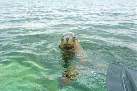 Seal Island And Penguin Island Or Point Peron Sea Kayak Tour - Attractions Perth 4