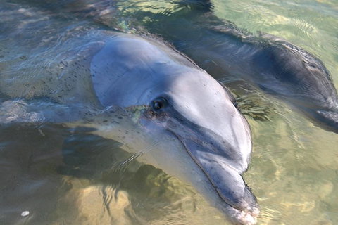 4-Day Coastal Loop Via Monkey Mia Wild Dolphins Kalbarri Pinnacles Perth Return - Attractions Perth 1