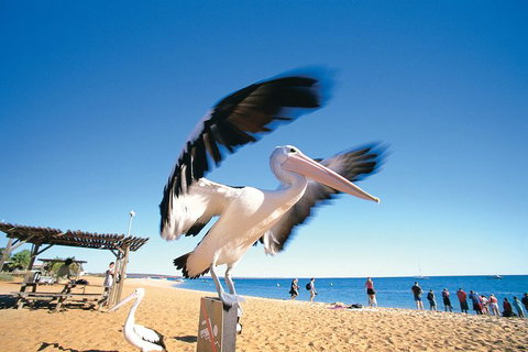 4-Day Coastal Loop Via Monkey Mia Wild Dolphins Kalbarri Pinnacles Perth Return - Attractions Perth 12
