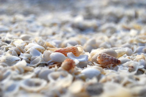 4-Day Coastal Loop Via Monkey Mia Wild Dolphins Kalbarri Pinnacles Perth Return - Attractions Perth 7