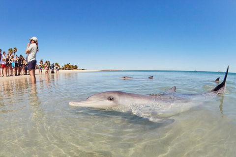 6-Day Coral Coaster From Perth To Exmouth One-Way Via Monkey Mia Ningaloo Reef - Attractions Perth 9