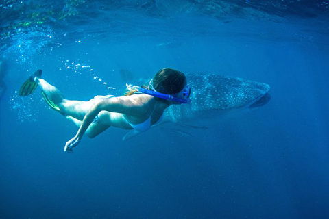 6-Day Coral Coaster From Perth To Exmouth One-Way Via Monkey Mia Ningaloo Reef - Attractions Perth 10