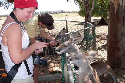 1 Day Pinnacles, Wildlife & Sandboarding - Attractions Perth 1