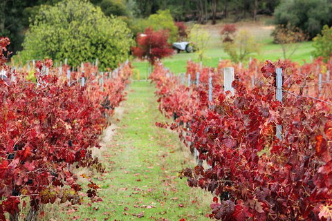 Cider, Wine & Cheese In The Perth Hills - Half-Day Premium Small Group Tour - Attractions Perth 6