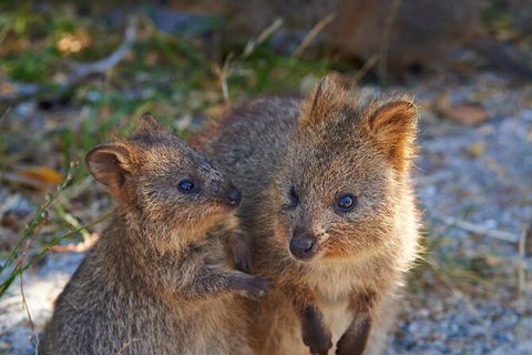 Rottnest Island Fast Ferry From Hillarys Boat Harbour Including Bike Hire - Attractions Perth 5