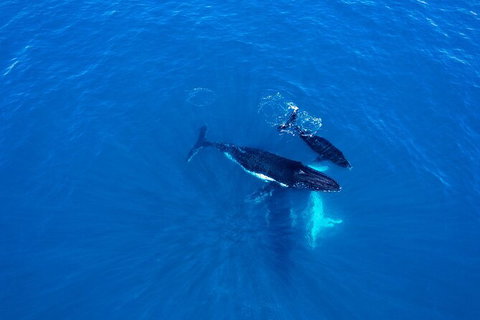 Whale-Watching Cruise And Hillarys Boat Harbour Day Trip From Perth - Attractions Perth 8