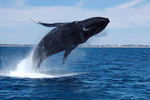 Whale-Watching Cruise And Hillarys Boat Harbour Day Trip From Perth - Attractions Perth 7