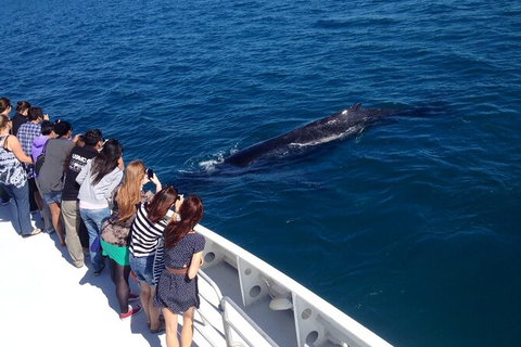 Whale-Watching Cruise And Hillarys Boat Harbour Day Trip From Perth - Attractions Perth 5