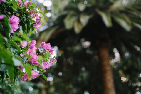 Wanneroo Botanic Gardens: Devonshire Tea And Garden Self Guided Tour - Attractions Perth 1