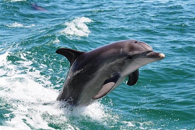 Full-Day Mandurah Dolphins Chocolate  Fremantle Tour Perth