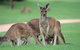 Half-Day Yanchep National Park & Crystal Cave - thumb 2