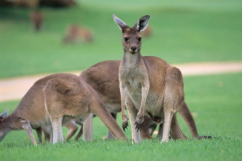 Half-Day Yanchep National Park & Crystal Cave - Attractions Perth 2