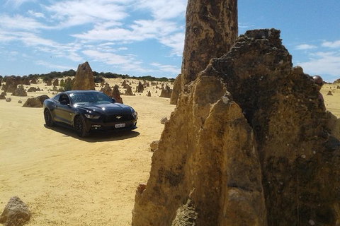 Pinnacles Mustang V8 Full Day Including Swan Valley, Caversham Wildlife Park - Attractions Perth 0