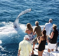 Half-Day Whale Watching Sunset Cruise from Broome - Attractions Perth