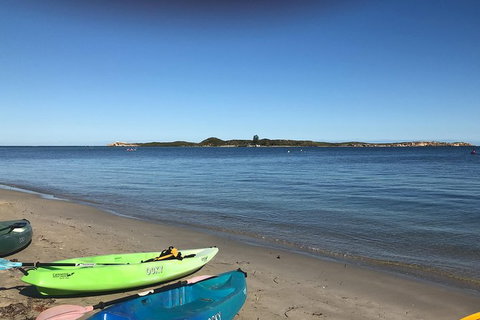 Penguin Island And Fremantle - Canoe, Chocolate & Coffee - Attractions Perth 4