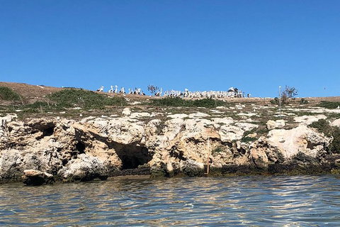 Penguin Island And Fremantle - Canoe, Chocolate & Coffee - Attractions Perth 10