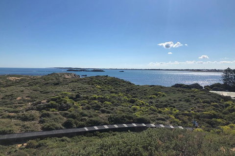 Penguin Island And Fremantle - Canoe, Chocolate & Coffee - Attractions Perth 12
