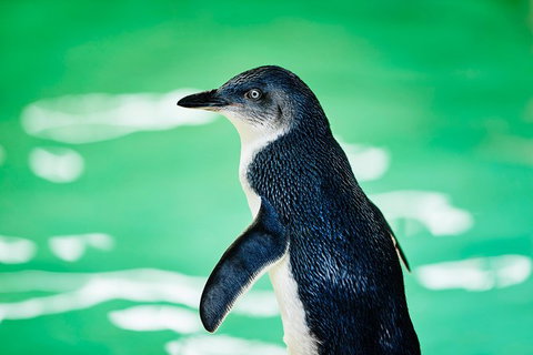Penguin Island And Fremantle - Canoe, Chocolate & Coffee - Attractions Perth 14