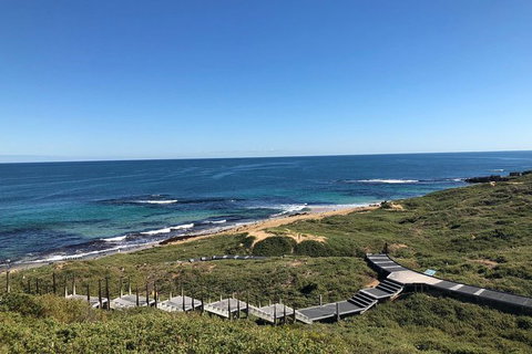 Penguin Island And Fremantle - Canoe, Chocolate & Coffee - Attractions Perth 3