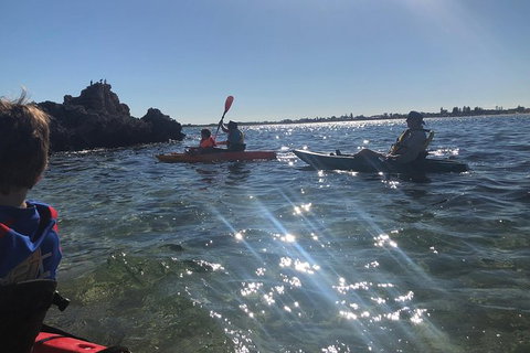Penguin Island And Fremantle - Canoe, Chocolate & Coffee - Attractions Perth 11