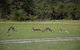 Yanchep & Lancelin - Wildlife, Cave And Sands - thumb 8
