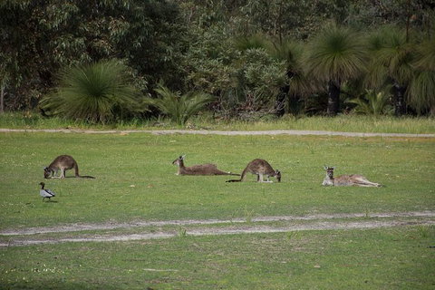 Yanchep & Lancelin - Wildlife, Cave And Sands - Attractions Perth 8