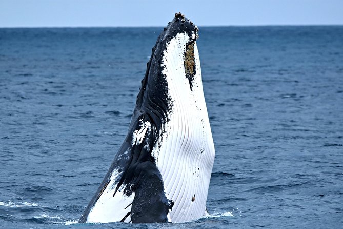 Whale-Watching Tour from Augusta or Perth with Optional Captain's Lounge Upgrade Perth
