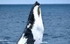 Whale-Watching Tour From Augusta Or Perth With Optional Captain\'s Lounge Upgrade - thumb 0