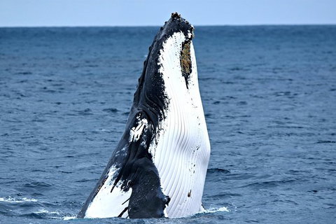 Whale-Watching Tour From Augusta Or Perth With Optional Captain\'s Lounge Upgrade - Attractions Perth 0