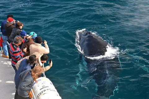 Whale-Watching Tour From Augusta Or Perth With Optional Captain\'s Lounge Upgrade - Attractions Perth 4