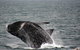 Whale-Watching Tour From Augusta Or Perth With Optional Captain\'s Lounge Upgrade - thumb 7