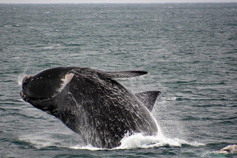 Whale-Watching Tour From Augusta Or Perth With Optional Captain\'s Lounge Upgrade - Attractions Perth 7