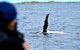 Whale-Watching Tour From Augusta Or Perth With Optional Captain\'s Lounge Upgrade - thumb 10