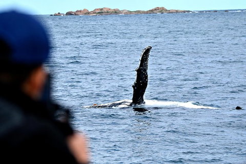 Whale-Watching Tour From Augusta Or Perth With Optional Captain\'s Lounge Upgrade - Attractions Perth 10