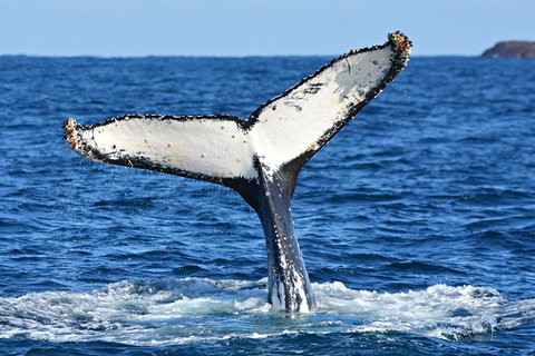 Whale-Watching Tour From Augusta Or Perth With Optional Captain\'s Lounge Upgrade - Attractions Perth 11