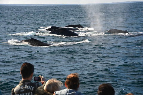 Whale-Watching Tour From Augusta Or Perth With Optional Captain\'s Lounge Upgrade - Attractions Perth 8
