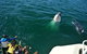 Whale-Watching Tour From Augusta Or Perth With Optional Captain\'s Lounge Upgrade - thumb 13
