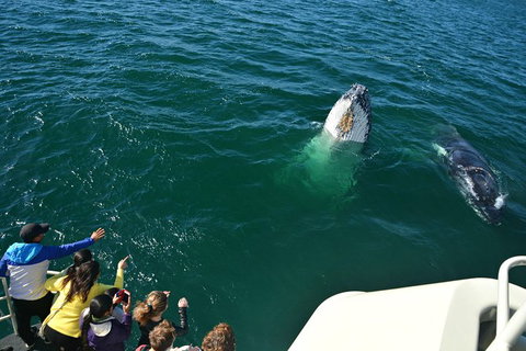 Whale-Watching Tour From Augusta Or Perth With Optional Captain\'s Lounge Upgrade - Attractions Perth 13