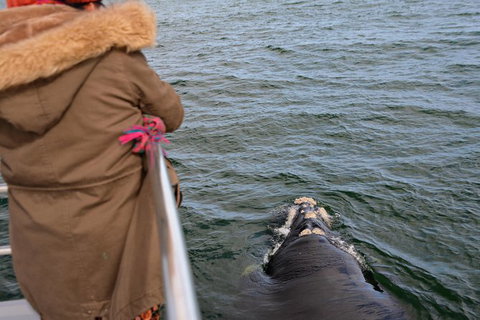 Whale-Watching Tour From Augusta Or Perth With Optional Captain\'s Lounge Upgrade - Attractions Perth 12