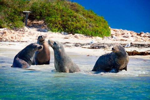 Penguin Island Tour With Dolphin And Sea Lion Cruise - Attractions Perth 0