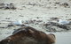 Penguin Island Tour With Dolphin And Sea Lion Cruise - thumb 3