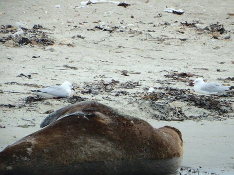 Penguin Island Tour With Dolphin And Sea Lion Cruise - Attractions Perth 3